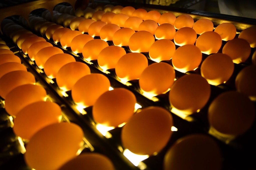 Eggs being checked for quality