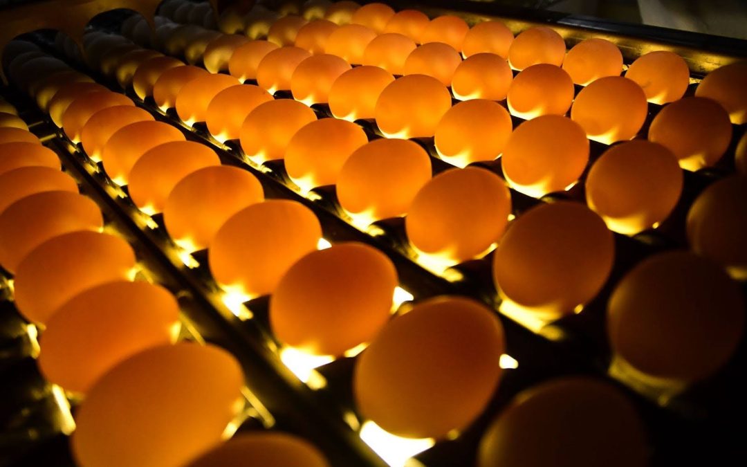 The EGGcellent Nutritional Impact of Eggs