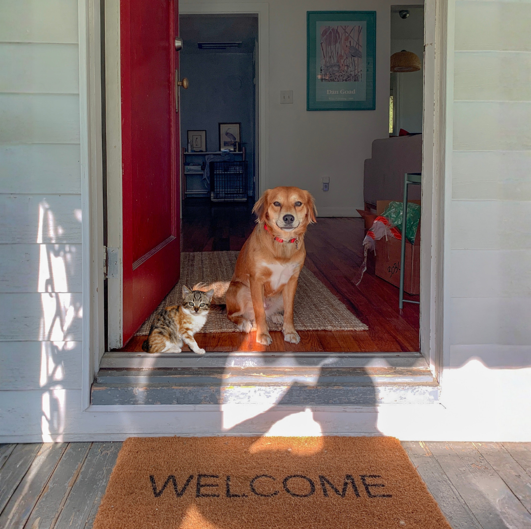 Pet Separation Anxiety